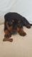 Rottweiler Puppies for sale in Kentucky Ave, Paducah, KY, USA. price: NA