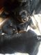 Rottweiler Puppies for sale in LA-18, Louisiana, USA. price: NA