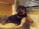 Rottweiler Puppies for sale in Santa Fe, NM, USA. price: NA