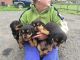 Rottweiler Puppies for sale in Baltimore County, MD, USA. price: NA