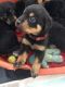 Rottweiler Puppies for sale in Salem, OR, USA. price: $400