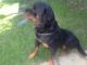 Rottweiler Puppies for sale in State Hwy 161, Texas, USA. price: NA