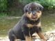 Rottweiler Puppies for sale in USA Pkwy, Sparks, NV 89434, USA. price: NA
