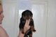 Rottweiler Puppies for sale in Providence, RI, USA. price: NA