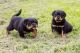 Rottweiler Puppies for sale in Carlton Dr, Inglewood, CA 90305, USA. price: NA