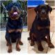 Rottweiler Puppies for sale in Sun Valley, Los Angeles, CA, USA. price: NA