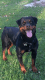 Rottweiler Puppies for sale in Defiance, OH 43512, USA. price: NA