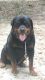 Rottweiler Puppies for sale in Newnan, GA, USA. price: NA