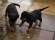 Rottweiler Puppies for sale in Massachusetts Ave, Boston, MA, USA. price: NA