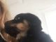 Rottweiler Puppies for sale in New York, NY 10007, USA. price: NA
