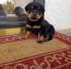 Rottweiler Puppies for sale in Temple, TX, USA. price: $350