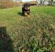 Rottweiler Puppies for sale in Temple, TX, USA. price: NA