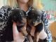 Rottweiler Puppies for sale in Rockford, IL, USA. price: NA