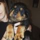 Rottweiler Puppies for sale in AR-98, Emerson, AR 71740, USA. price: NA