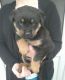 Rottweiler Puppies for sale in Dayton, OH, USA. price: NA