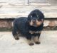 Rottweiler Puppies for sale in California Ave, South Gate, CA 90280, USA. price: NA
