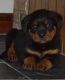 Rottweiler Puppies for sale in Maryland City, MD, USA. price: NA