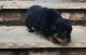 Rottweiler Puppies for sale in New York, IA 50238, USA. price: NA