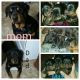 Rottweiler Puppies for sale in Raphine, VA 24472, USA. price: NA