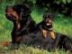 Rottweiler Puppies for sale in United States Capitol Visitor Center, Washington, DC 20004, USA. price: NA