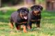 Rottweiler Puppies for sale in United States Capitol Visitor Center, Washington, DC 20004, USA. price: NA