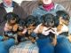 Rottweiler Puppies for sale in Massachusetts Ave, Boston, MA, USA. price: NA