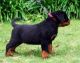 Rottweiler Puppies for sale in CA-1, Mill Valley, CA 94941, USA. price: NA