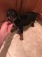 Rottweiler Puppies for sale in Charlotte, NC, USA. price: NA