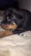Rottweiler Puppies for sale in Carthage, MS 39051, USA. price: NA