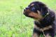 Rottweiler Puppies for sale in Colorado Blvd, Denver, CO, USA. price: NA