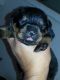 Rottweiler Puppies for sale in Florida Ave, Miami, FL 33133, USA. price: NA