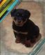 Rottweiler Puppies for sale in Tonganoxie, KS 66086, USA. price: NA