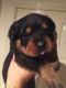 Rottweiler Puppies for sale in Georgia Dome Dr, Atlanta, GA 30313, USA. price: NA