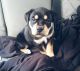 Rottweiler Puppies for sale in Lansing, MI, USA. price: NA
