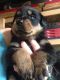 Rottweiler Puppies for sale in South Vienna, OH 45369, USA. price: NA