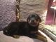 Rottweiler Puppies for sale in Castle Pines, CO 80108, USA. price: NA