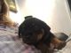 Rottweiler Puppies for sale in Haleiwa, HI 96712, USA. price: $600