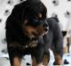 Rottweiler Puppies for sale in New Haven, MI 48050, USA. price: NA