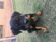 Rottweiler Puppies for sale in Phoenix West, Phoenix, AZ 85021, USA. price: NA