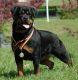 Rottweiler Puppies for sale in Shawnee, OK, USA. price: NA