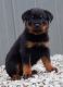 Rottweiler Puppies for sale in Court Pl, Denver, CO, USA. price: NA