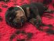 Rottweiler Puppies for sale in W Leonard Rd, Leonard, MI 48367, USA. price: NA
