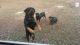Rottweiler Puppies for sale in Farmville, VA 23901, USA. price: NA