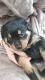Rottweiler Puppies for sale in Putnam Valley, NY 10579, USA. price: NA