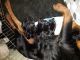 Rottweiler Puppies for sale in New Florence, PA 15944, USA. price: NA