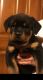 Rottweiler Puppies for sale in Mansfield, OH, USA. price: NA