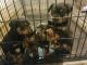 Rottweiler Puppies for sale in Baltimore, MD, USA. price: $1,200