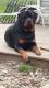 Rottweiler Puppies for sale in Southfield, MI, USA. price: $1,000