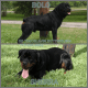 Rottweiler Puppies for sale in Missouri City, TX, USA. price: NA