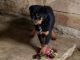 Rottweiler Puppies for sale in Grabill, IN 46741, USA. price: NA